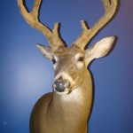 Whitetail Head and Shoulder Mount