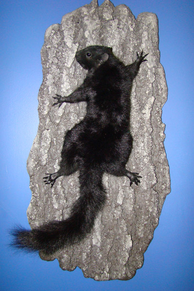 Black squirrel hanging dead mount